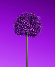 img-1